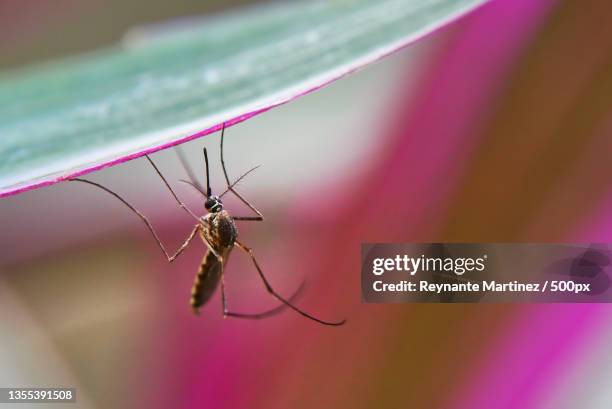 close-up of insect on leaf - malaria stock pictures, royalty-free photos & images