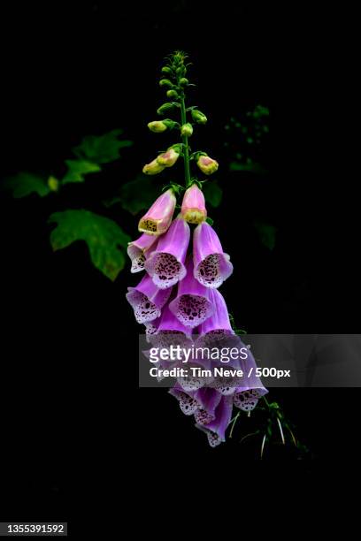 close-up of purple flowering plant against black background,tauranga,new zealand - foxglove stock pictures, royalty-free photos & images