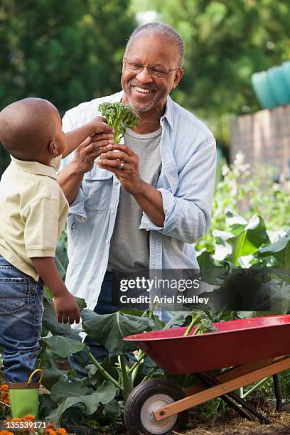 black grandfather and grandson gardening - side view vegetable garden stock pictures, royalty-free photos & images