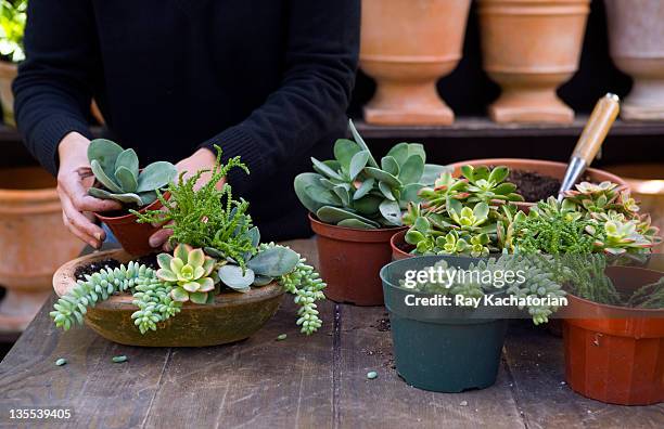 person putting plants into pot - succulent plant photos et images de collection