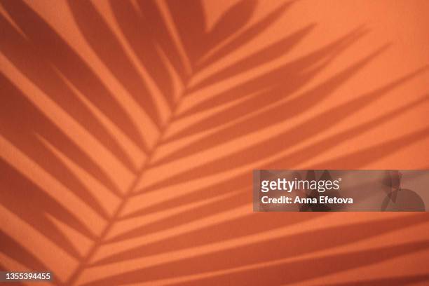 aesthetic shadow of palm leaf on coral wall. copy space for your design - árbol tropical fotografías e imágenes de stock
