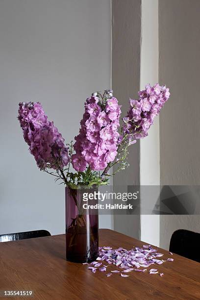 purple delphinium flowers dying and losing their petals - delphinium fotografías e imágenes de stock