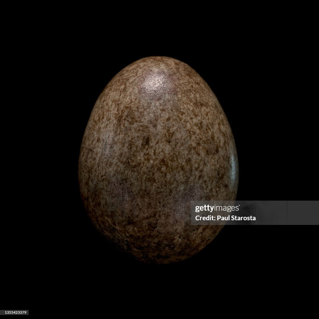 Cistothorus palustris (marsh wren) - egg