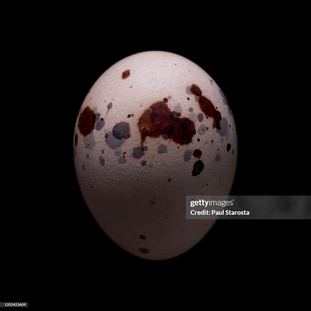 Contopus cooperi (Olive-sided Flycatcher) - egg