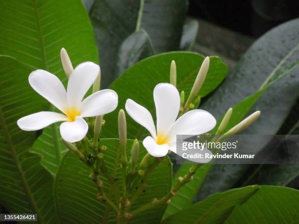 temple tree, champa. pair of white flowers with yellow center. plumeria obtusa. apocynaceae family. - flower part fotografías e imágenes de stock