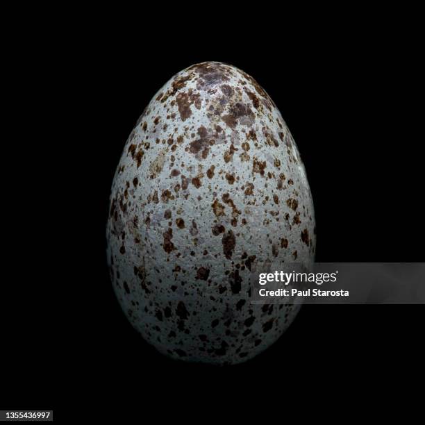 corvus brachyrhynchos (american crow) - egg - crow eggs stock pictures, royalty-free photos & images