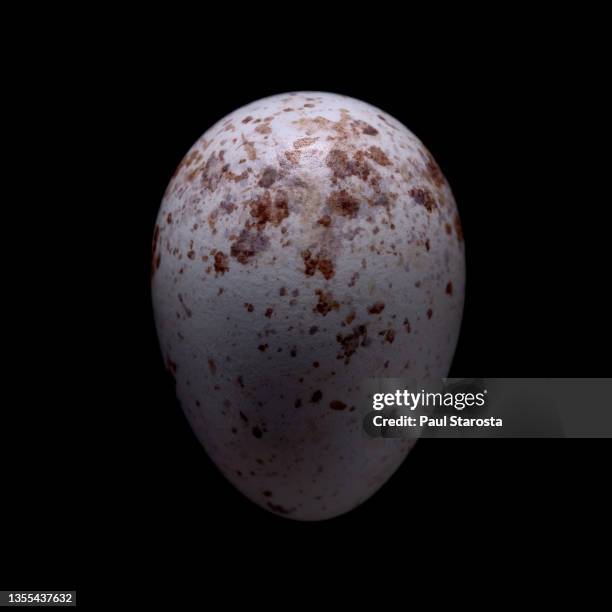 cuculus canorus (common cuckoo, cuckoo) - egg - cuckoo stock pictures, royalty-free photos & images