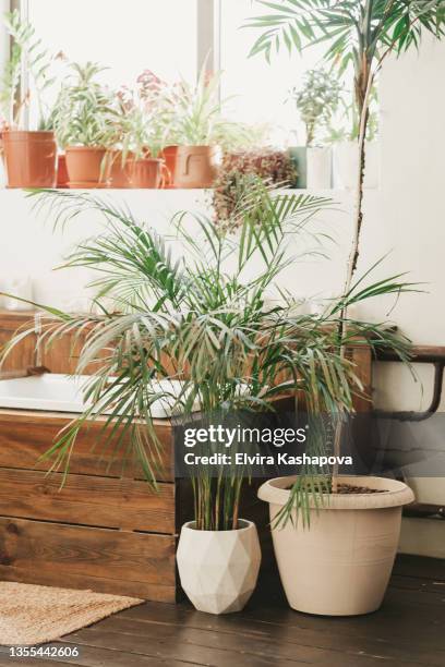 tall green plants next to a boho-style wooden room. areca palm tree in a white pot on the wooden floor in the bathroom. - areca stock pictures, royalty-free photos & images