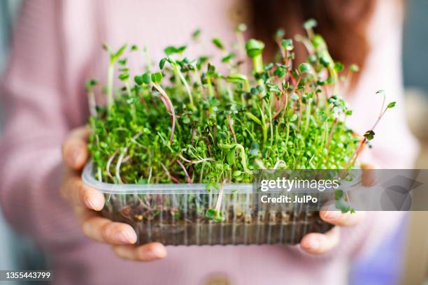 young woman growing microgreens at home - microvegetal imagens e fotografias de stock