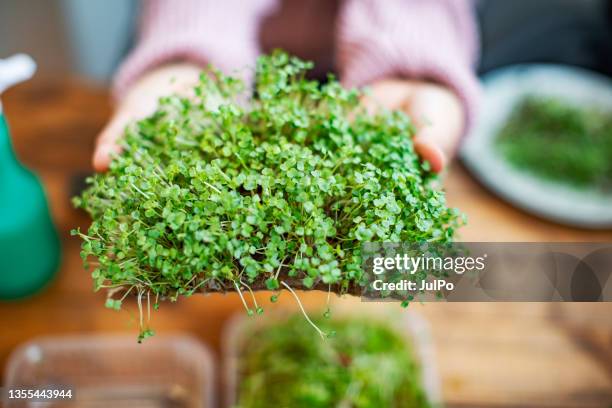 junge frau, die zu hause microgreens anbaut - rucola stock-fotos und bilder