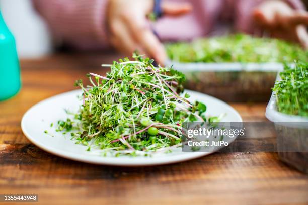 junge frau, die zu hause microgreens anbaut - rucola stock-fotos und bilder