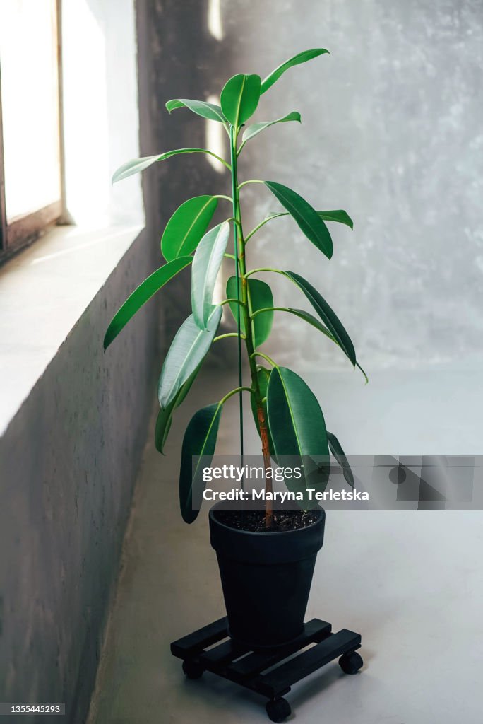 Ficus with large leaves on a gray background.