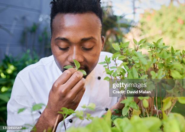 a young chef outdoors, smelling basil in a kitchen garden. - chef's whites stock pictures, royalty-free photos & images