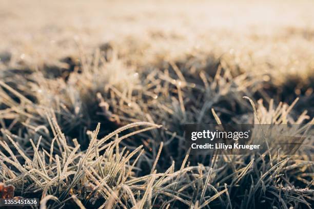 abstract background with frozen grass. - cold morning stockfoto's en -beelden