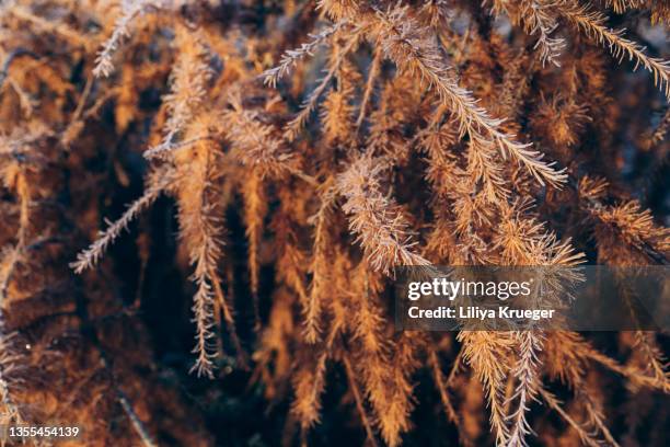 abstract background with frozen larch. - larch tree fotografías e imágenes de stock