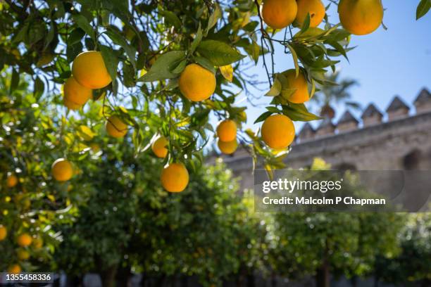 oranges on tree in cordoba, andalusia, spain - seville oranges stock pictures, royalty-free photos & images