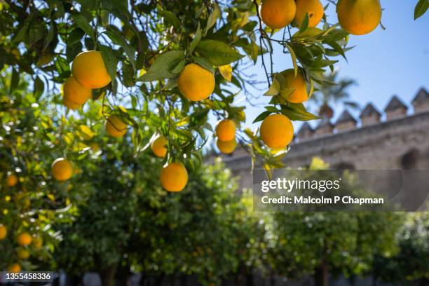 oranges on tree in cordoba, andalusia, spain - córdoba spanien bildbanksfoton och bilder