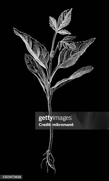 old engraved illustration of a twig of a plant with roots - ash tree leaf photo vertical stock pictures, royalty-free photos & images