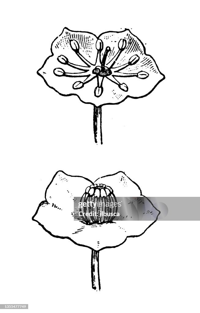 Antique illustration: Kalmia