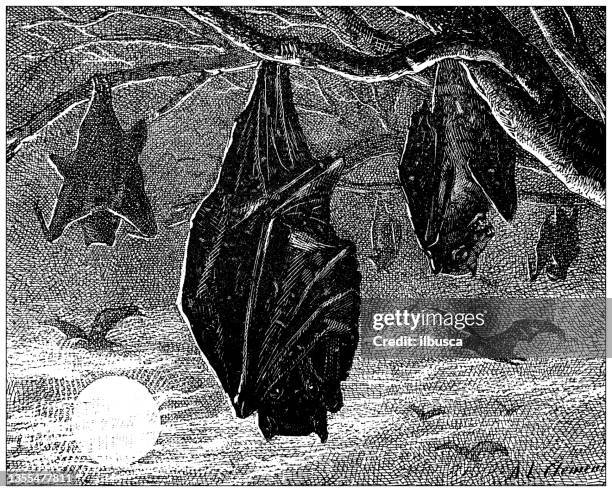 antique illustration: bats - bat animal stock illustrations