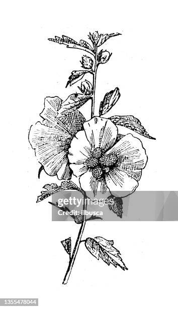 antique illustration: hibiscus syriacus - hibiscus syriacus stock illustrations