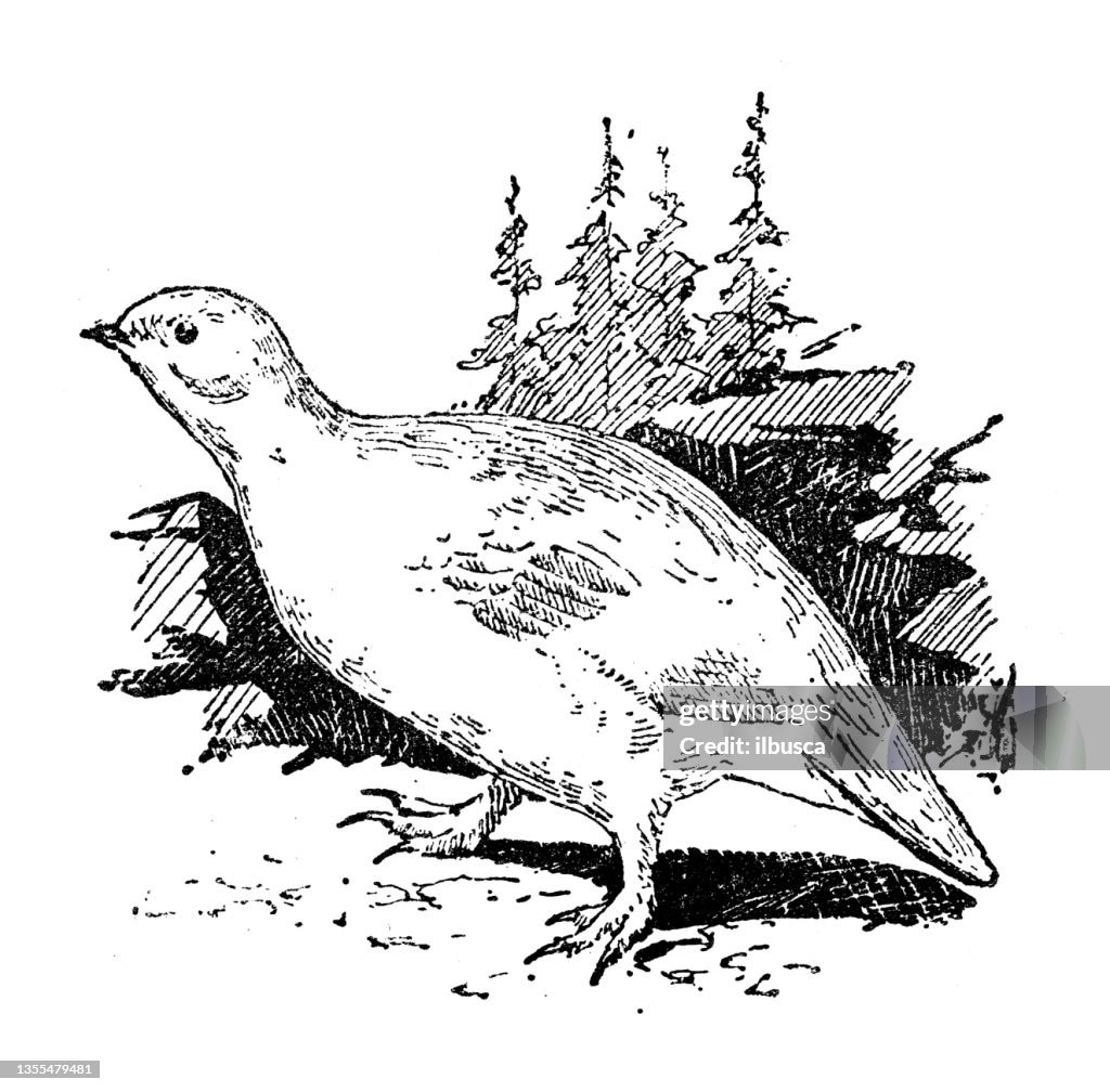 Antique illustration: Lagopus, ptarmigan