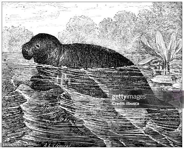 44点のマナティイラスト素材 Getty Images 44点のマナティイラスト素材 Getty Images