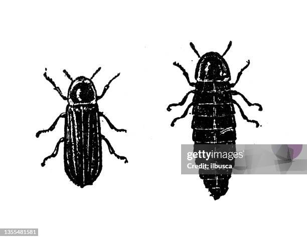 antique illustration: lampyris noctiluca, common glow-worm - lampyris noctiluca stock illustrations