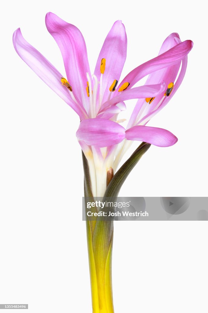 Bulbocodium vernum, Frühlings-Lichtblume