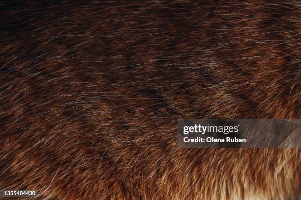 red cat hair for texture or background. - fur photos et images de collection