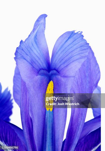 iris reticulata, kleine netzblatt-iris - iris reticulata stock pictures, royalty-free photos & images