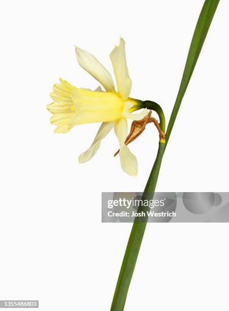 narcissus pseudonarcissus, osterglocke - osterglocke bildbanksfoton och bilder