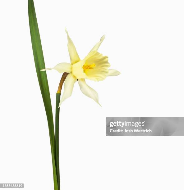 narcissus pseudonarcissus, osterglocke - osterglocke bildbanksfoton och bilder