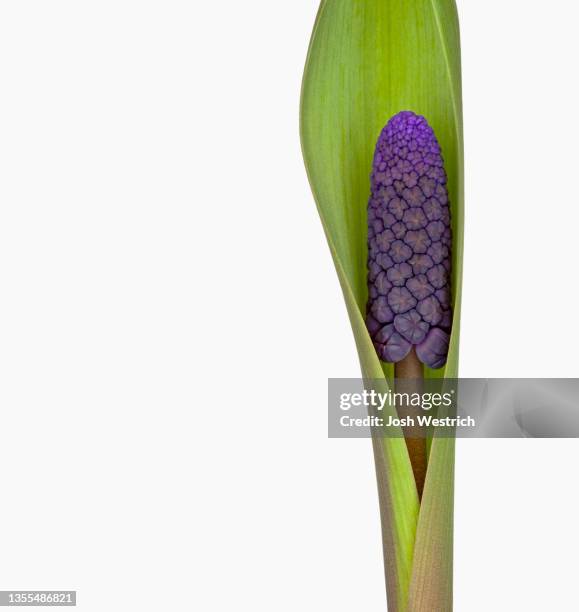 muscari latifolium, breitblättrige traubenhyazinthe - muscari latifolium stock pictures, royalty-free photos & images