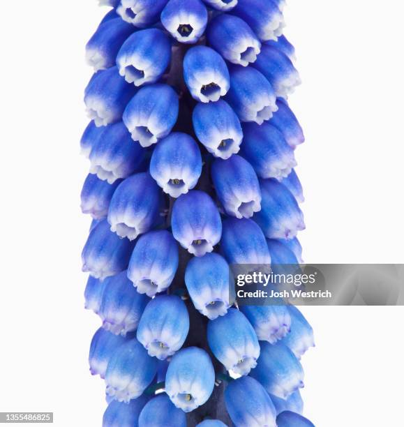 muscari botryoides, kleine traubenhyazinthe - muscari botryoides stock pictures, royalty-free photos & images