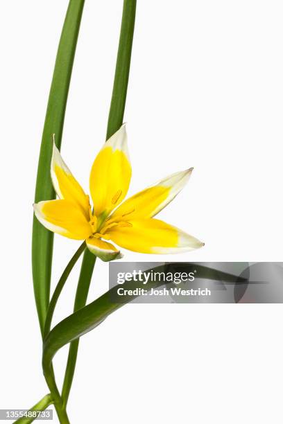 tulipa tarda, tulpe - tulipa tarda stock pictures, royalty-free photos & images