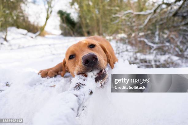 playing in the snow - dogs tug of war stock pictures, royalty-free photos & images