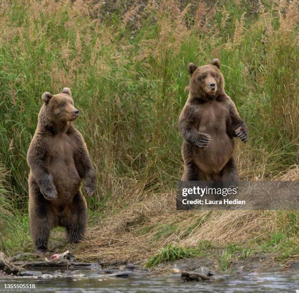 kodiak brown bear(s) standing up - bear standing stock pictures, royalty-free photos & images