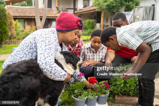 a family choosing plants to put into their garden - put together stock pictures, royalty-free photos & images