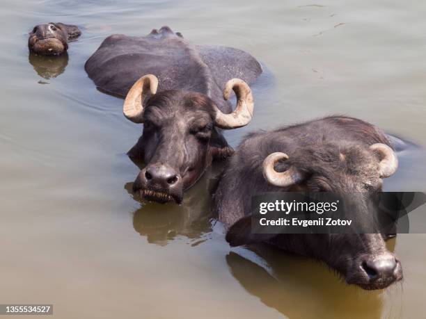 three buffaloes laying in turbid water of the ganges river, varanasi, india - kérabau photos et images de collection