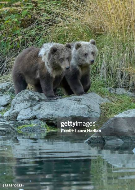 kodiak brown bear cubs playing - brown bear cub photos et images de collection