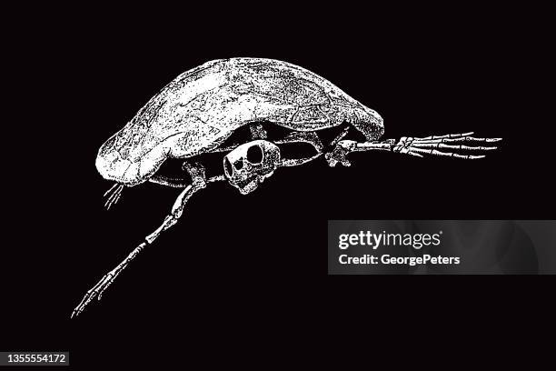 prehistoric sea turtle skeleton - sea turtle skeleton stock illustrations