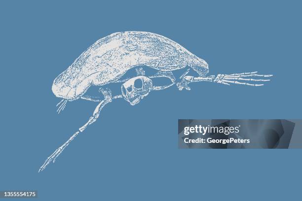 prehistoric sea turtle skeleton - cretaceous stock illustrations