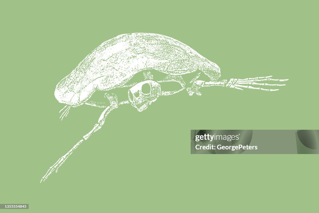 Prehistoric sea turtle skeleton