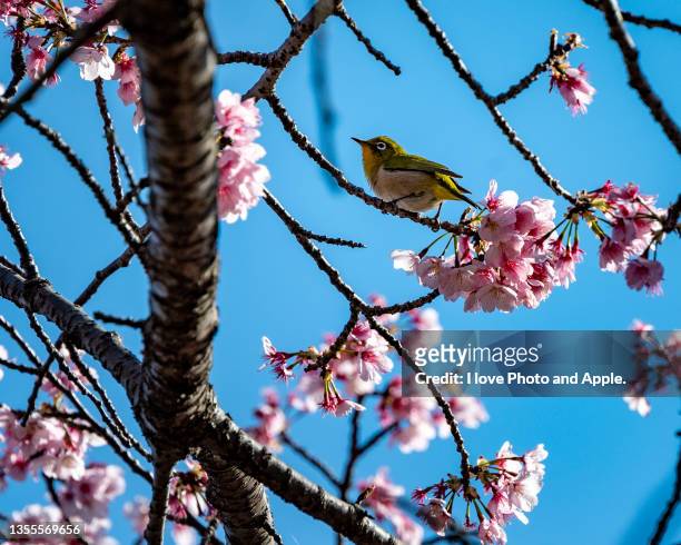mejiro in sakura - wild cherry tree - fotografias e filmes do acervo