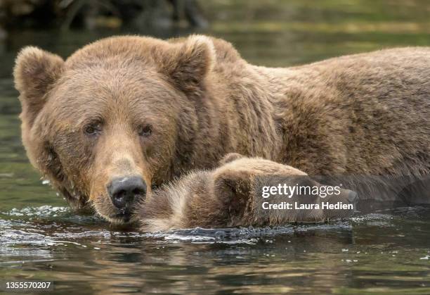 kodiak brown bear sow and her cubs - sow bear stockfoto's en -beelden