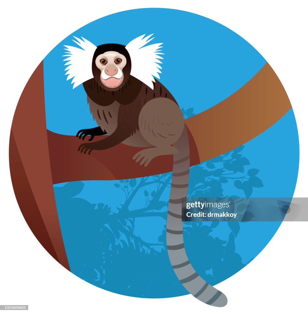 Common Marmoset