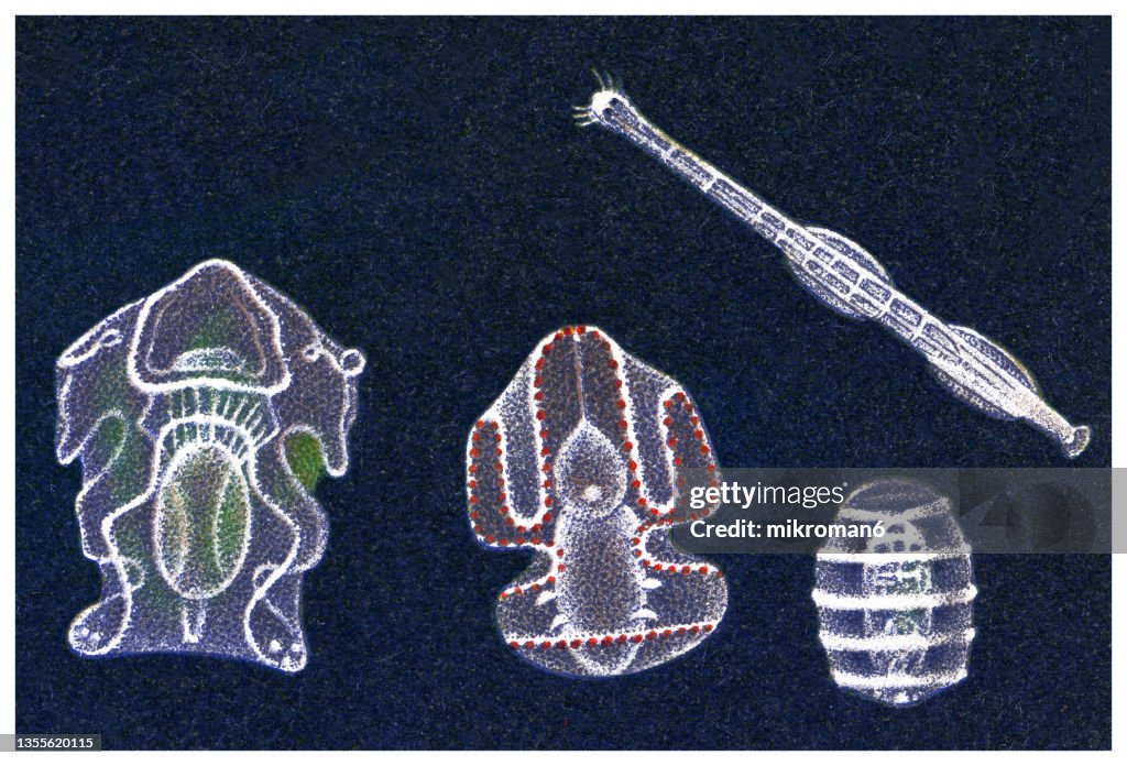 Old engraved illustration of arrow worm (Chaetognatha), Synapta digitata (larva, pupa) and Acorn worm - Enteropneusta (larva)