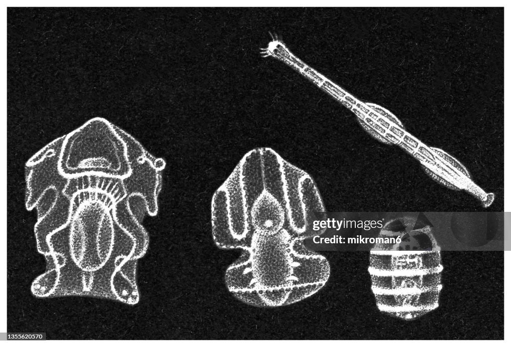 Old engraved illustration of arrow worm (Chaetognatha), Synapta digitata (larva, pupa) and Acorn worm - Enteropneusta (larva)