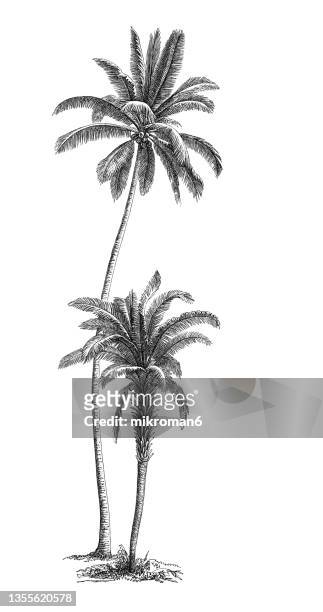 old engraved illustration of the coconut palm plant (cocos nucifera) and african oil palm or macaw-fat (elaeis guineensis) - date palm tree stock-fotos und bilder
